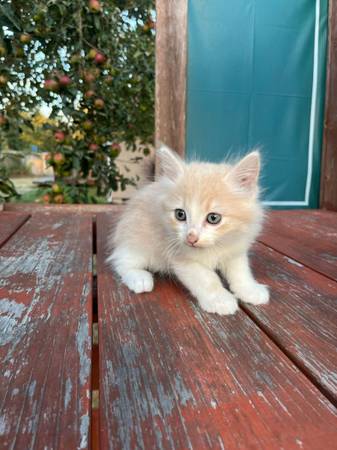 Longhaired orange cat63688899043585122