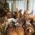 Pullets 2 thumbnail