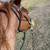 5yr gelding 1 thumbnail