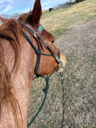 5yr gelding 1