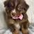 AKC Australian Shepherds 8 thumbnail