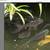Pond goldfish 1 thumbnail
