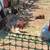 Chickens 2 months old 3 thumbnail