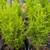 Lemon Cypress 9 thumbnail