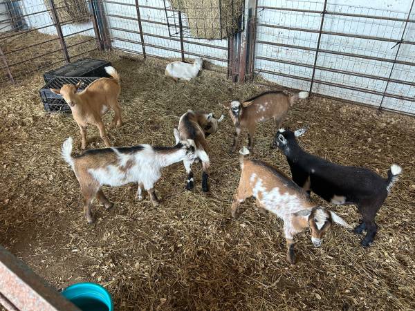 Nigerian dwarf 1