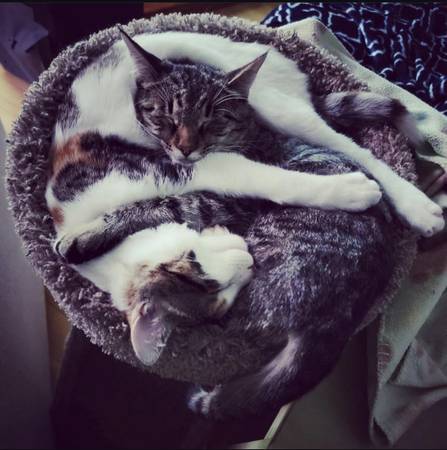 Tabby and Calico female cats need rehoming ASAP (morgan hill)64188537017602120