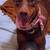 Doberman 2 thumbnail