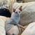Sphynx Cats 2 thumbnail