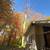 Tree Removal & Clean Up – Call/Text 857-346-6817 11 thumbnail