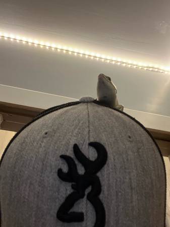 Shniders skink (Des Moines)63671572965251121