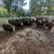 Bred cows 5 thumbnail