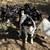 Boer wethers 1 thumbnail
