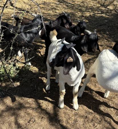 Boer wethers 1