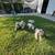 Miniature Schnauzers 6 thumbnail