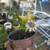 Local Passion Fruit Vines 3 thumbnail