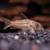 Pantalanensis  corydora 2 thumbnail