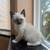 Kittens 3 thumbnail