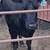 Fall & spring cows bred blk 5 thumbnail