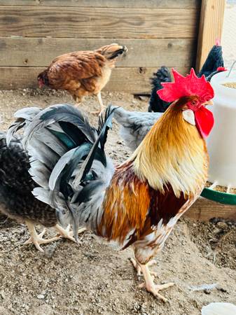 Olive Egger Rooster 1