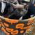 Rehoming kittens 5 thumbnail