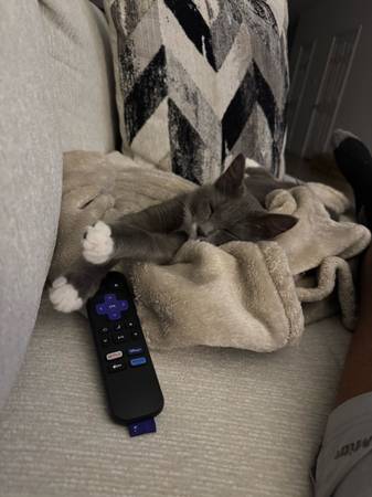 Rehoming Kitten (Killeen)63839344334979122