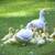 5 Wk Old Muscovy Ducklings Straight Run 3 thumbnail