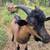Twin nigerian dwarf bucklings 3 thumbnail