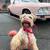 Schnauzer mix 4 thumbnail