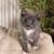 Scottish kittens 2 thumbnail