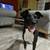 Rehoming Dog border collie/lab mix 6 thumbnail