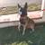 Male Belgian malinois 4 thumbnail