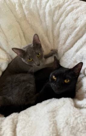 Pareja vinculada, gatas hembras de 1.5 años. (alameda)63861571556353123