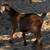 Goat herd 2 thumbnail