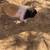 Yorkshire Hampshire piglets pigs pig 8 thumbnail