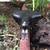 LIKE BRAND NEW BROOKS B-33 (1970's) BICYCLE SEAT (Made In England 11 thumbnail