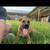 Beautiful sweet puppy! 2 thumbnail