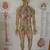 MEDICAL ANATOMY WALL CHARTS 2 thumbnail