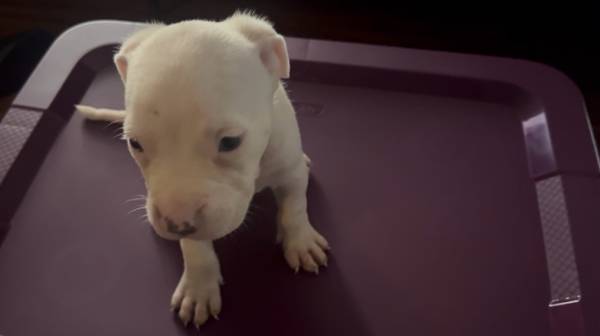 Boy Pit bull up for rehoming with a fee (National City)63819964975491122