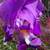 💜 Purple Bearded Iris 🪻 1 thumbnail