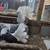 Pigeons fancy 4 thumbnail