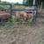 Pork available 2 thumbnail
