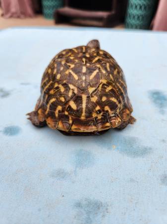 Ornate Box Turtle Female (Phoenix)63967288845443124