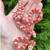 Quality morph corn snakes 1 thumbnail