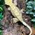 Crested geckos (adults) 10 thumbnail