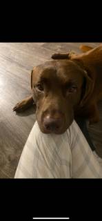 Large Beautiful Chocolate Lab Dog (Jacksonville)63682121311747121