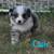 Mini Aussie puppies 1 thumbnail