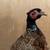 Excellent Condition Ring-Necked Pheasant Rooster Mounted Taxadermy 8 thumbnail