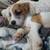 Jack Russell pups 3 thumbnail