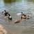 African Goose friendly and sweet raised free range organic 4 thumbnail