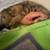 The Sweetest Little Dude in the Whole World (Found A Good Home) 14 thumbnail